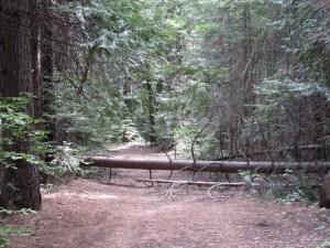 fallen tree