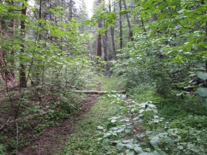 overgrown trail