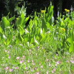 Wildflowers on spur trail