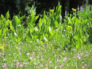 Wildflowers on spur trail